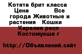 Котята брит класса › Цена ­ 20 000 - Все города Животные и растения » Кошки   . Карелия респ.,Костомукша г.